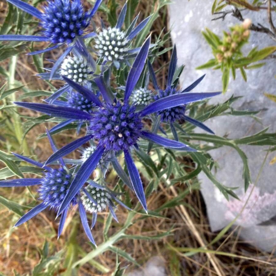 Eryngium bourgatii flower