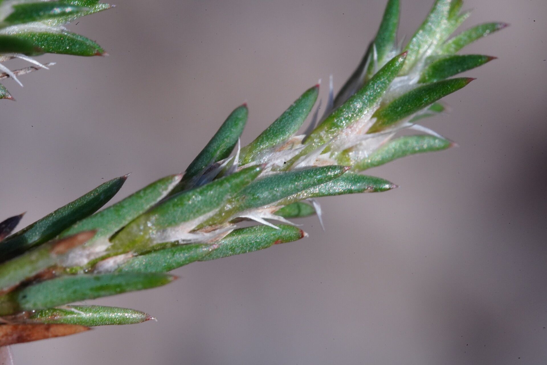 Polycnemum arvense flower