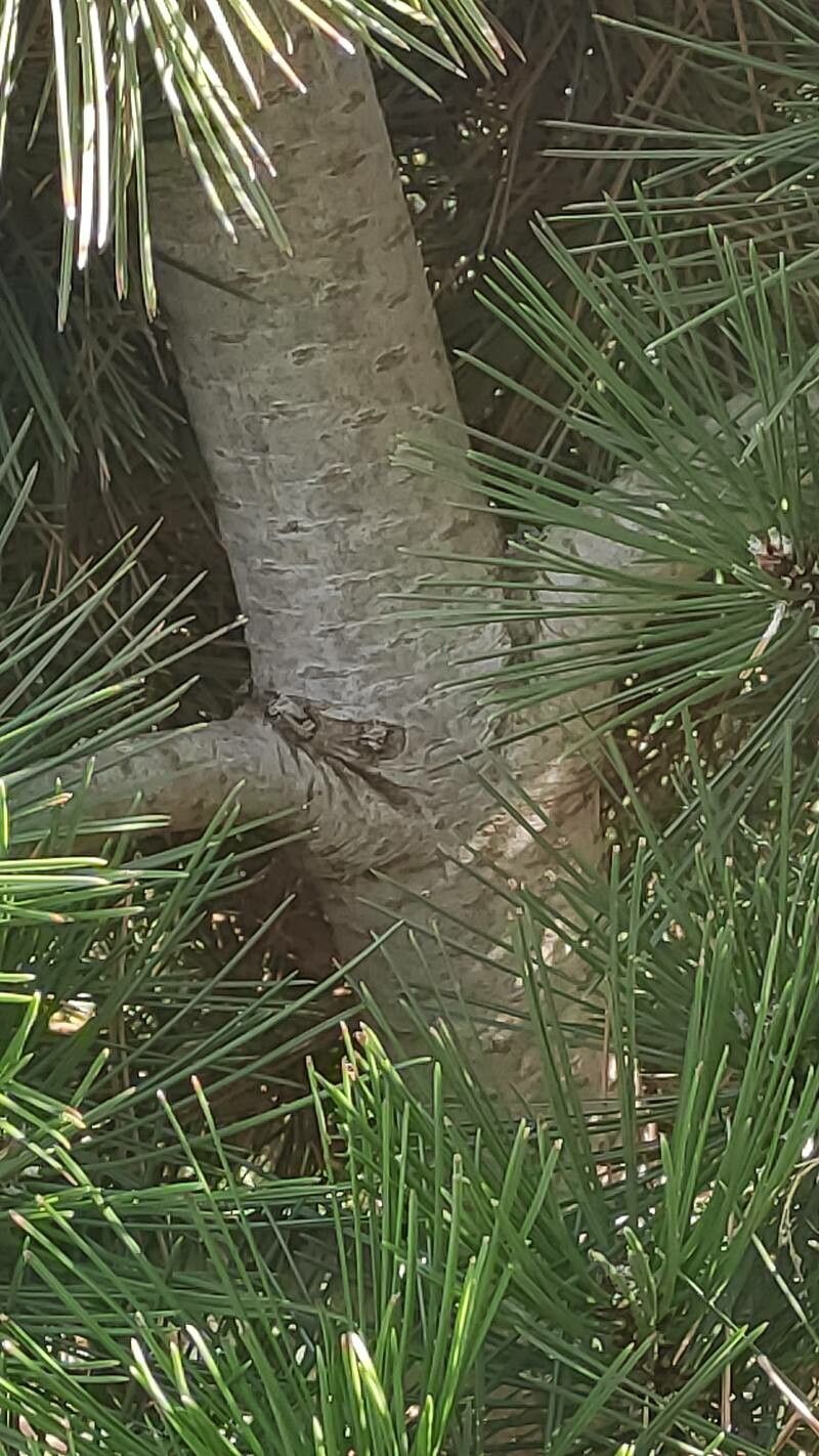 Pinus heldreichii bark