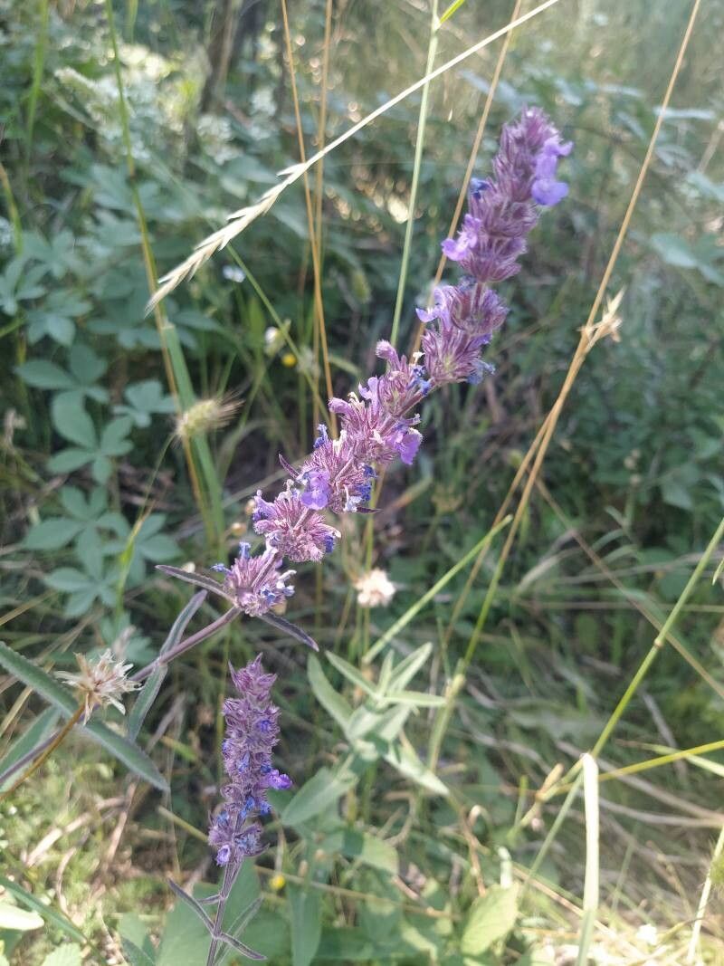 Nepeta multibracteata — houseplant care guide