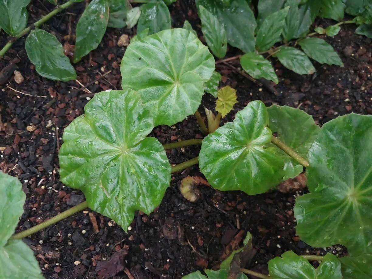 Begonia pruinata leaf