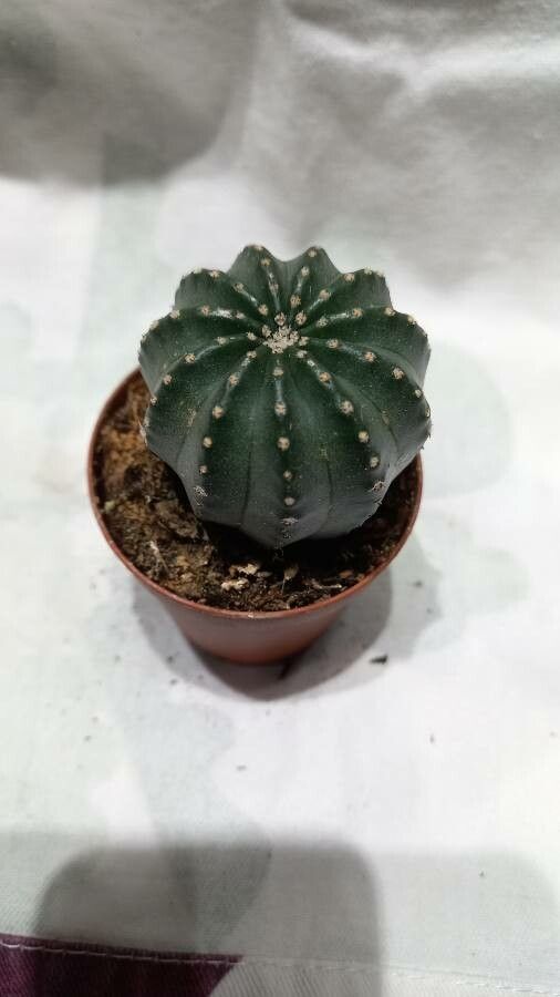 Echinocereus pulchellus leaf