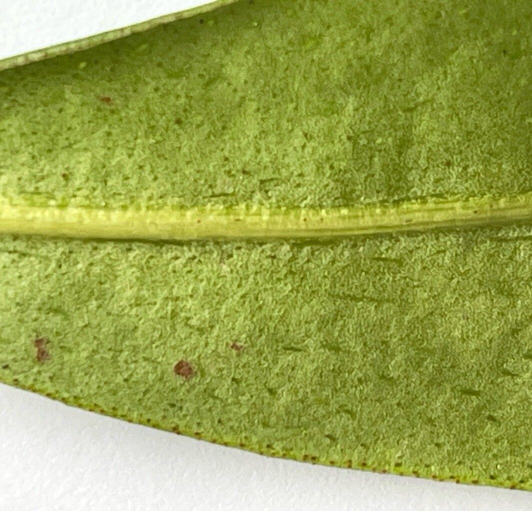 Myrsine acrantha leaf