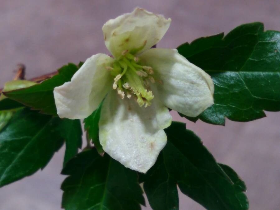 Clematis cirrhosa flower