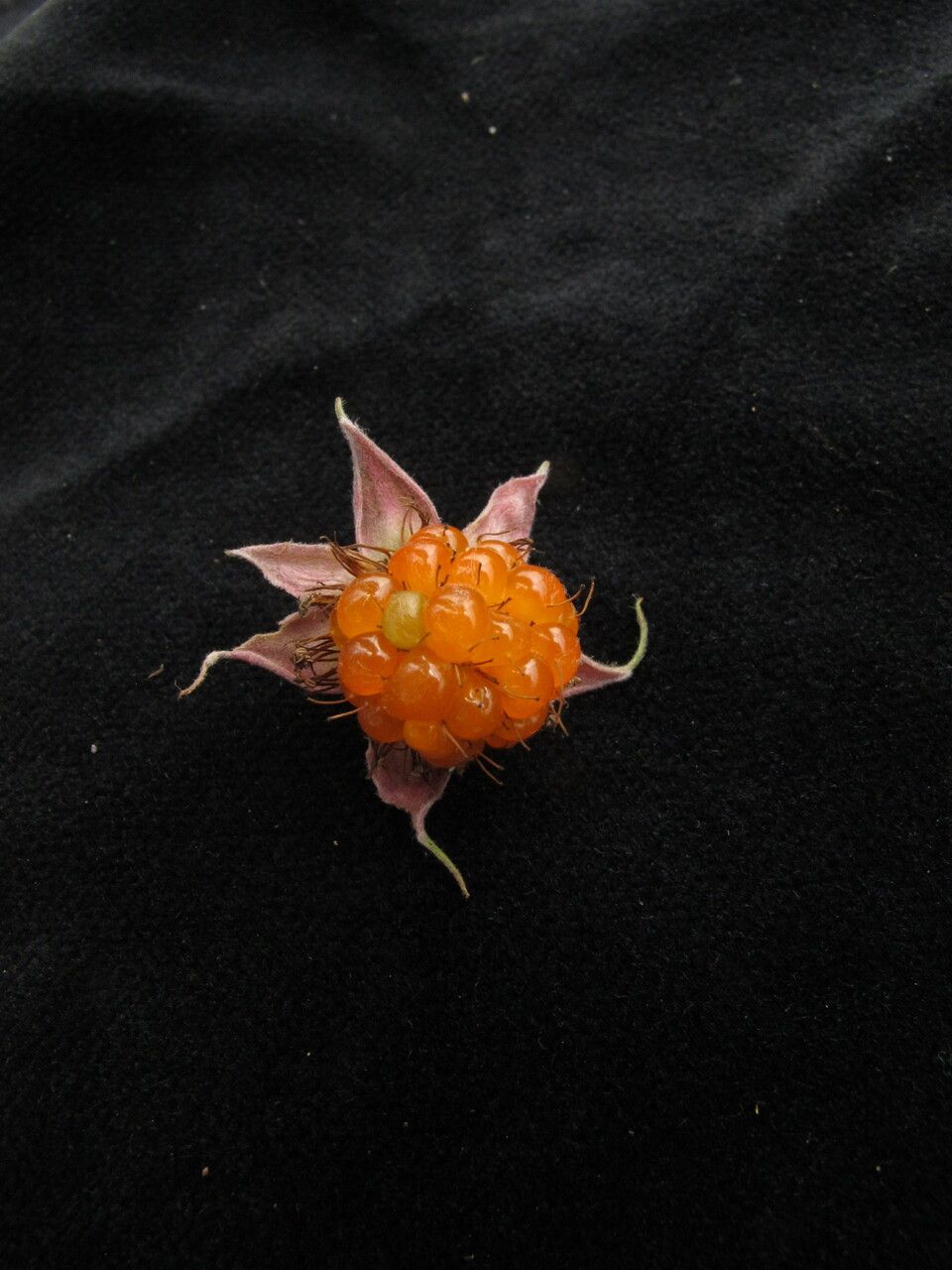 Rubus hoffmeisterianus — houseplant care guide