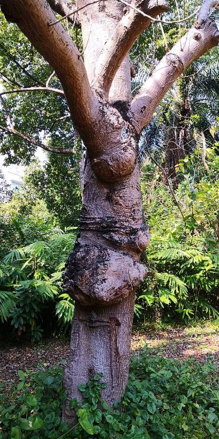 Spondias pinnata bark