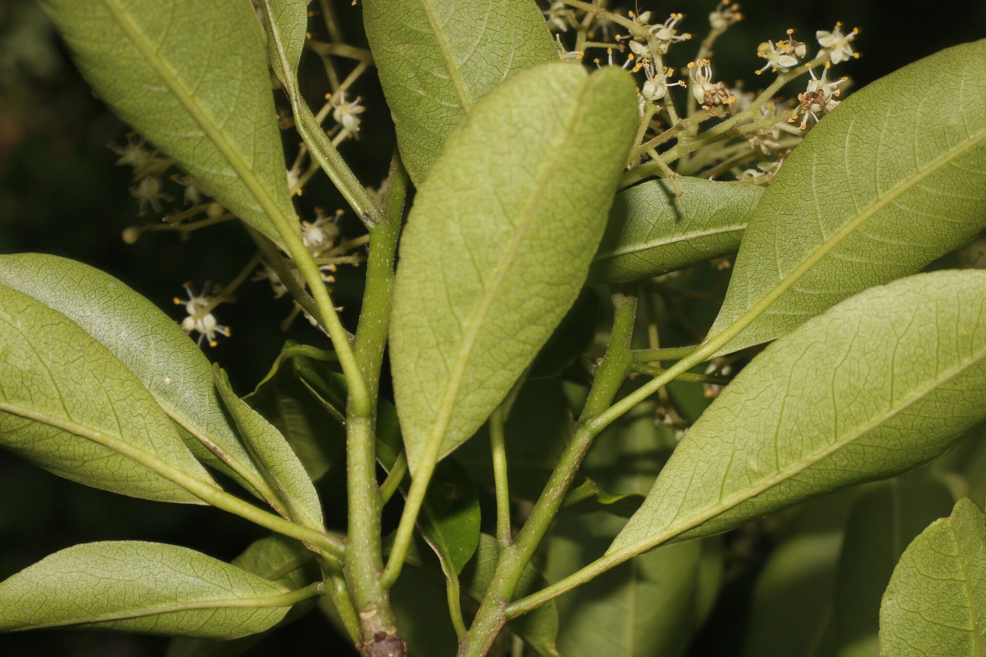 Zanthoxylum schreberi — houseplant care guide