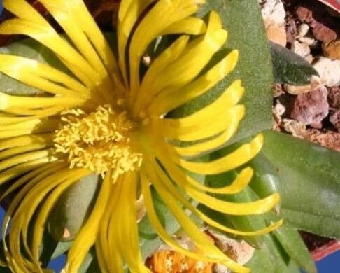 Glottiphyllum suave — houseplant care guide