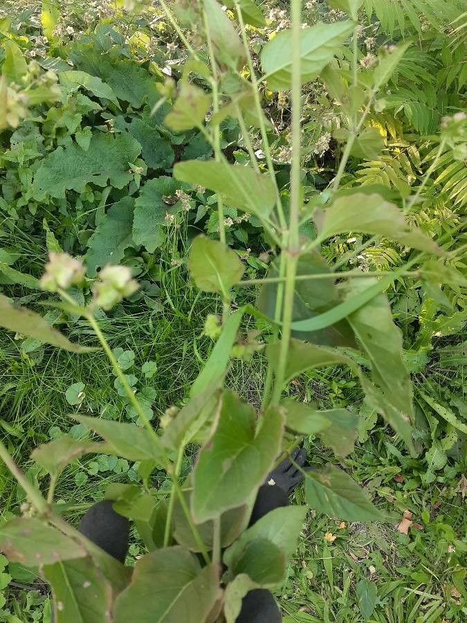 Mirabilis albida leaf