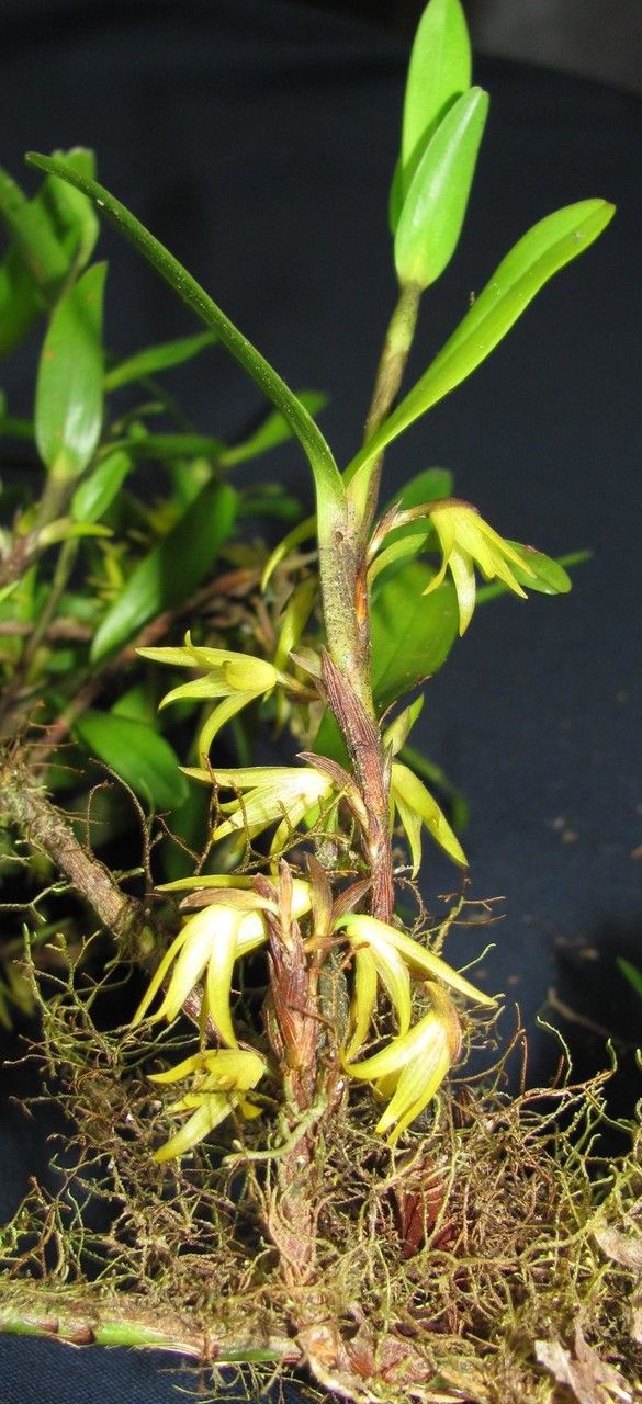 Camaridium microphyton other