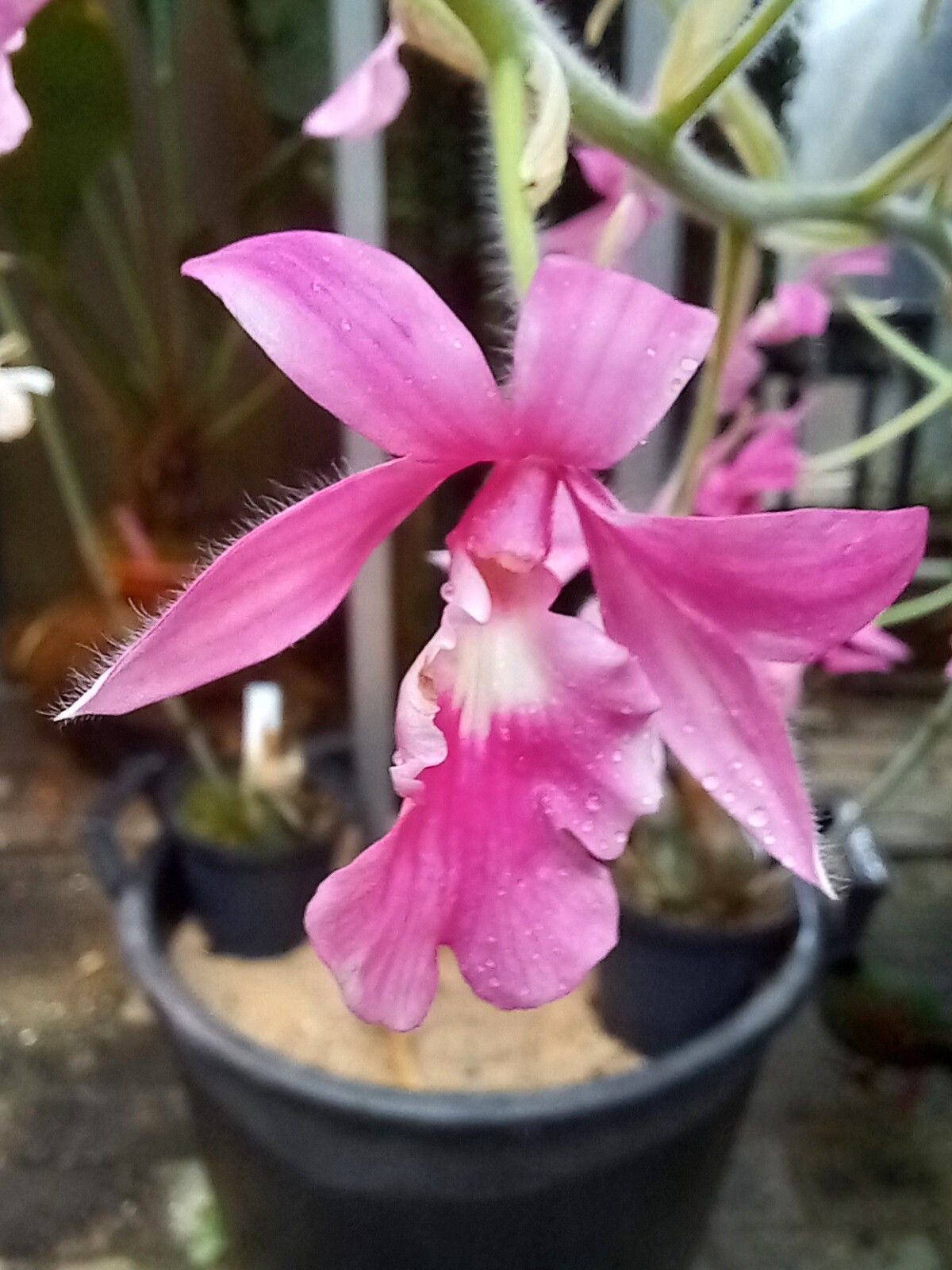 Calanthe rosea flower