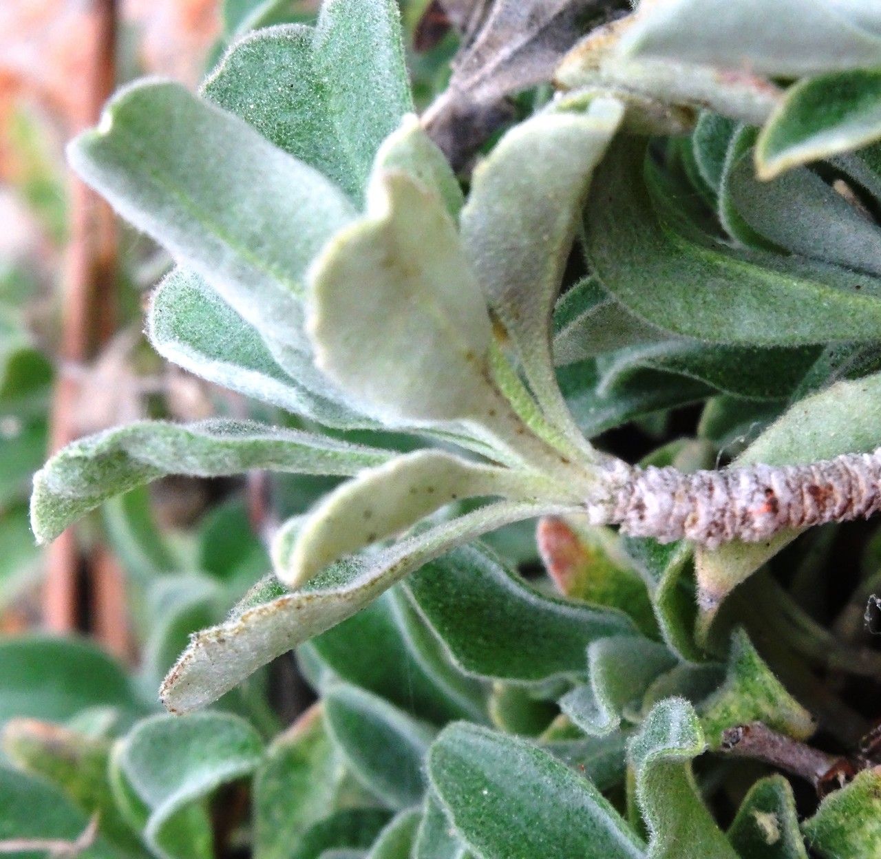 Hormathophylla pyrenaica leaf
