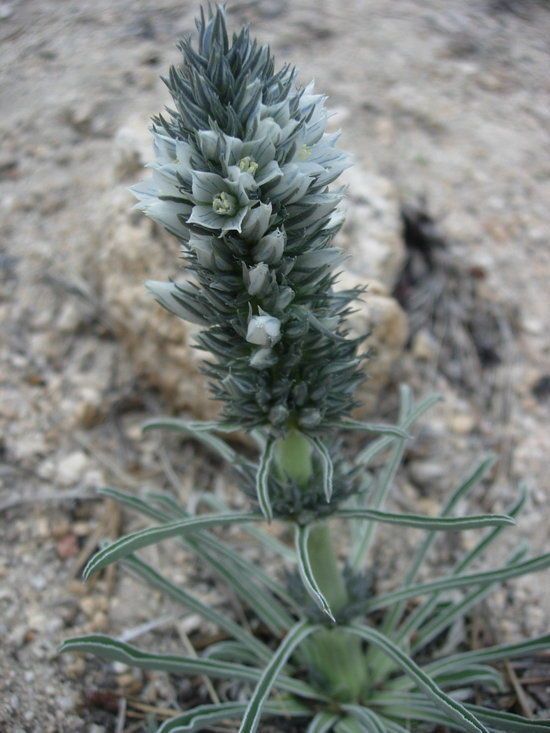 Frasera tubulosa — houseplant care guide