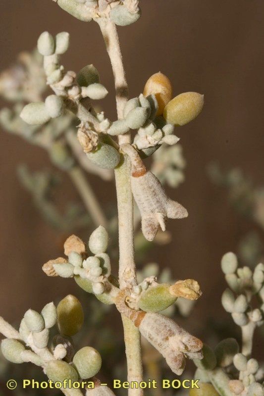 Zygophyllum gaetulum bark