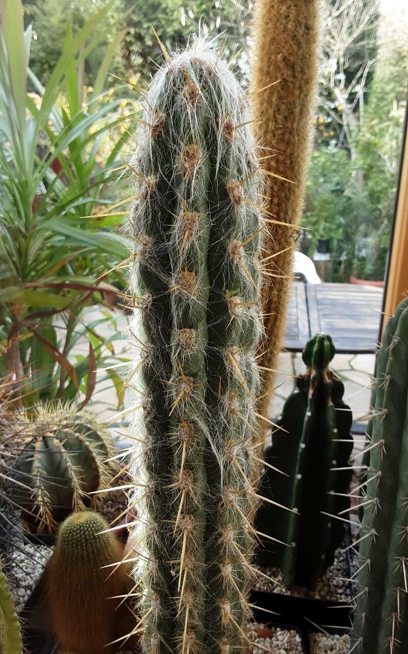 Oreocereus fossulatus bark