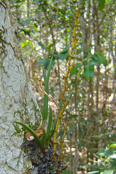 Dendrobium sylvanum — houseplant care guide