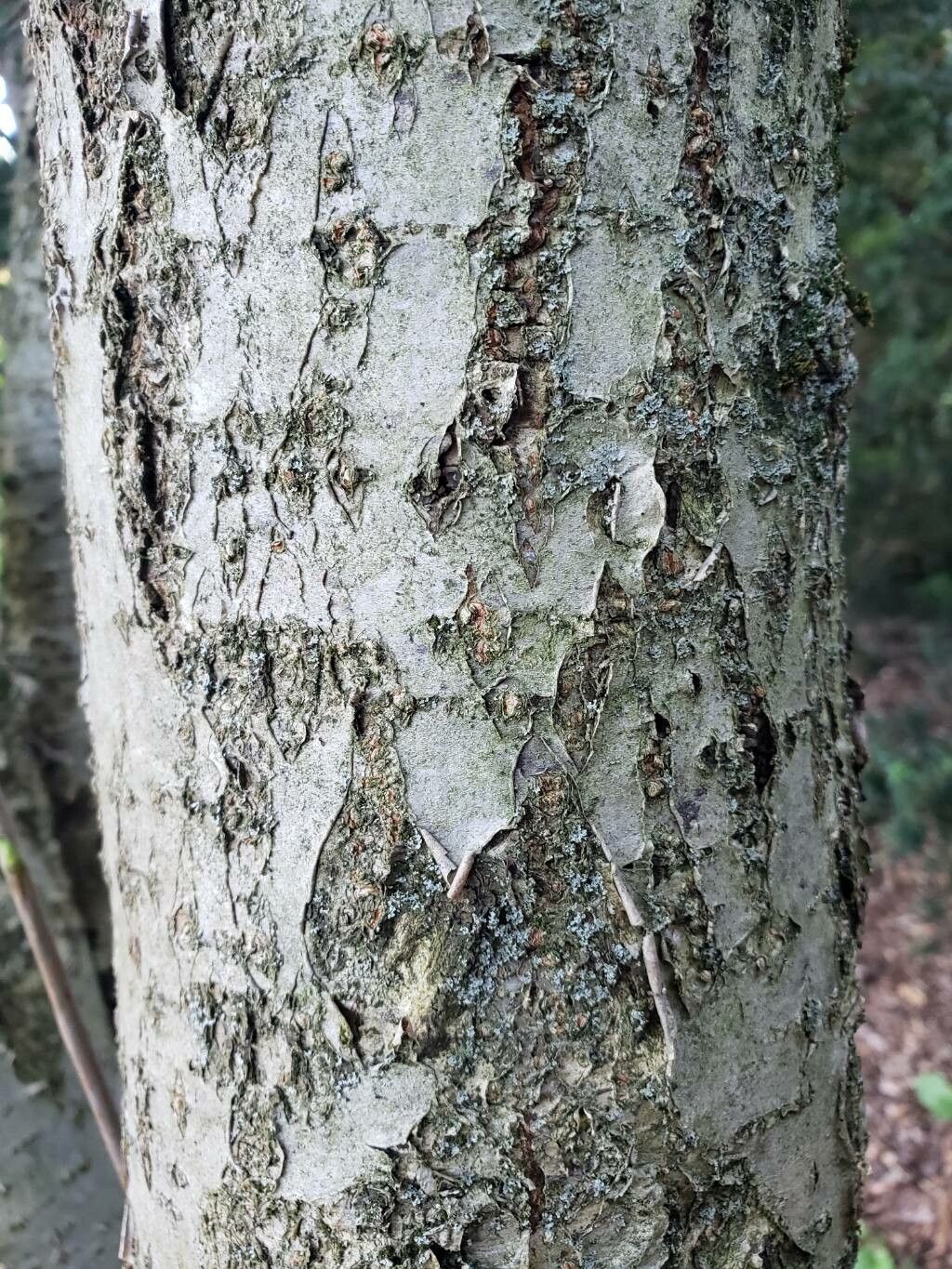 Sorbus hupehensis bark
