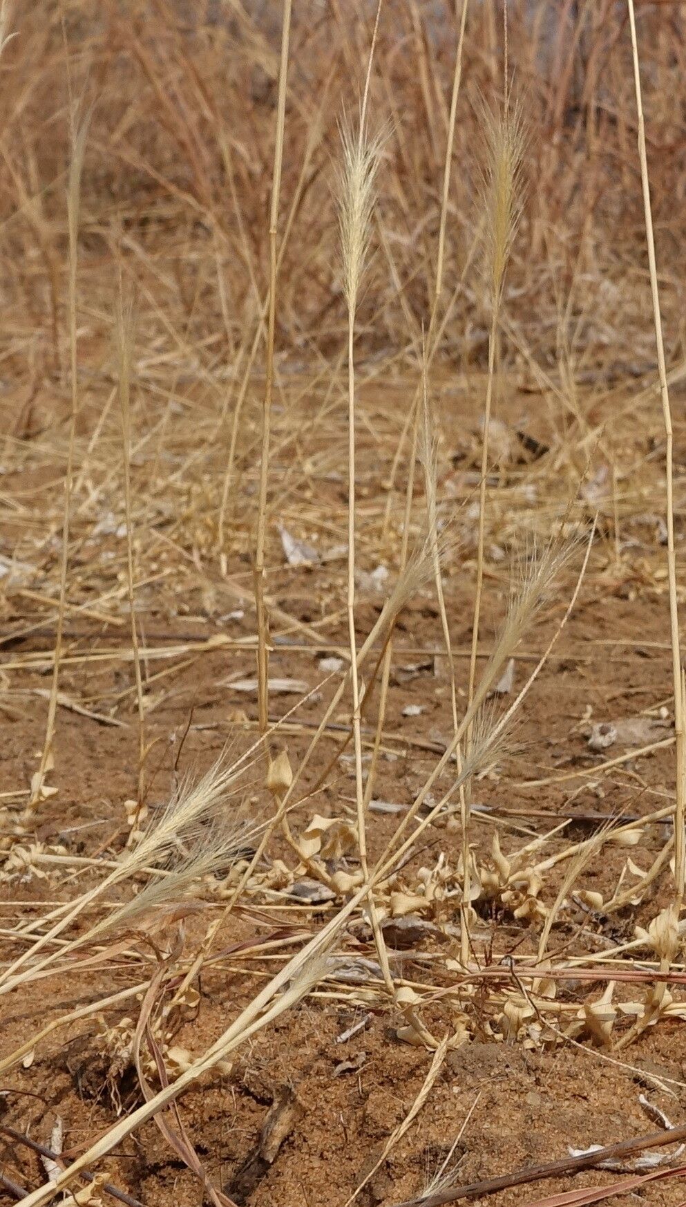 Perotis patens — houseplant care guide