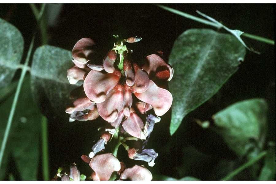 Apios americana fruit