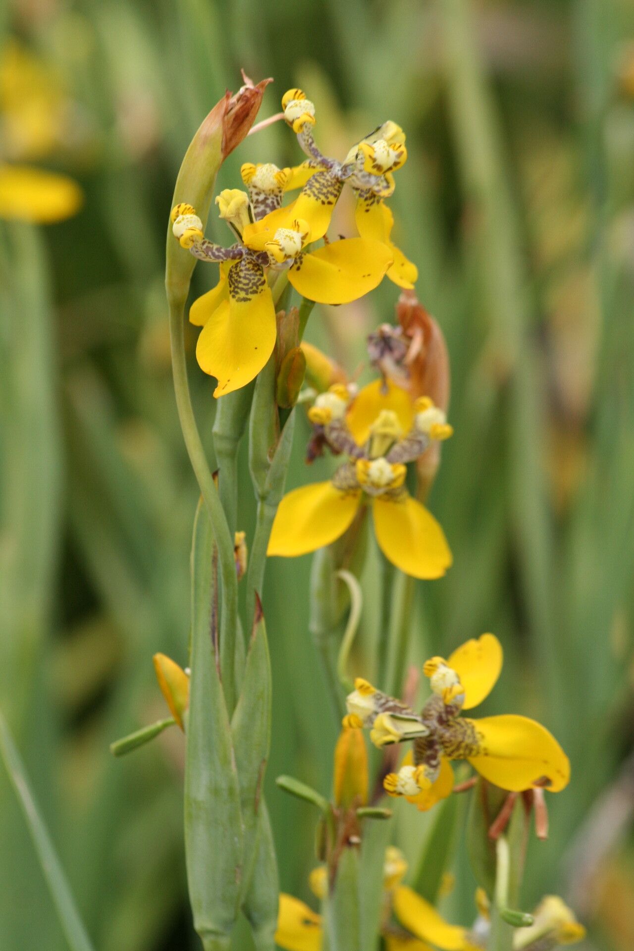 Trimezia spathata flower