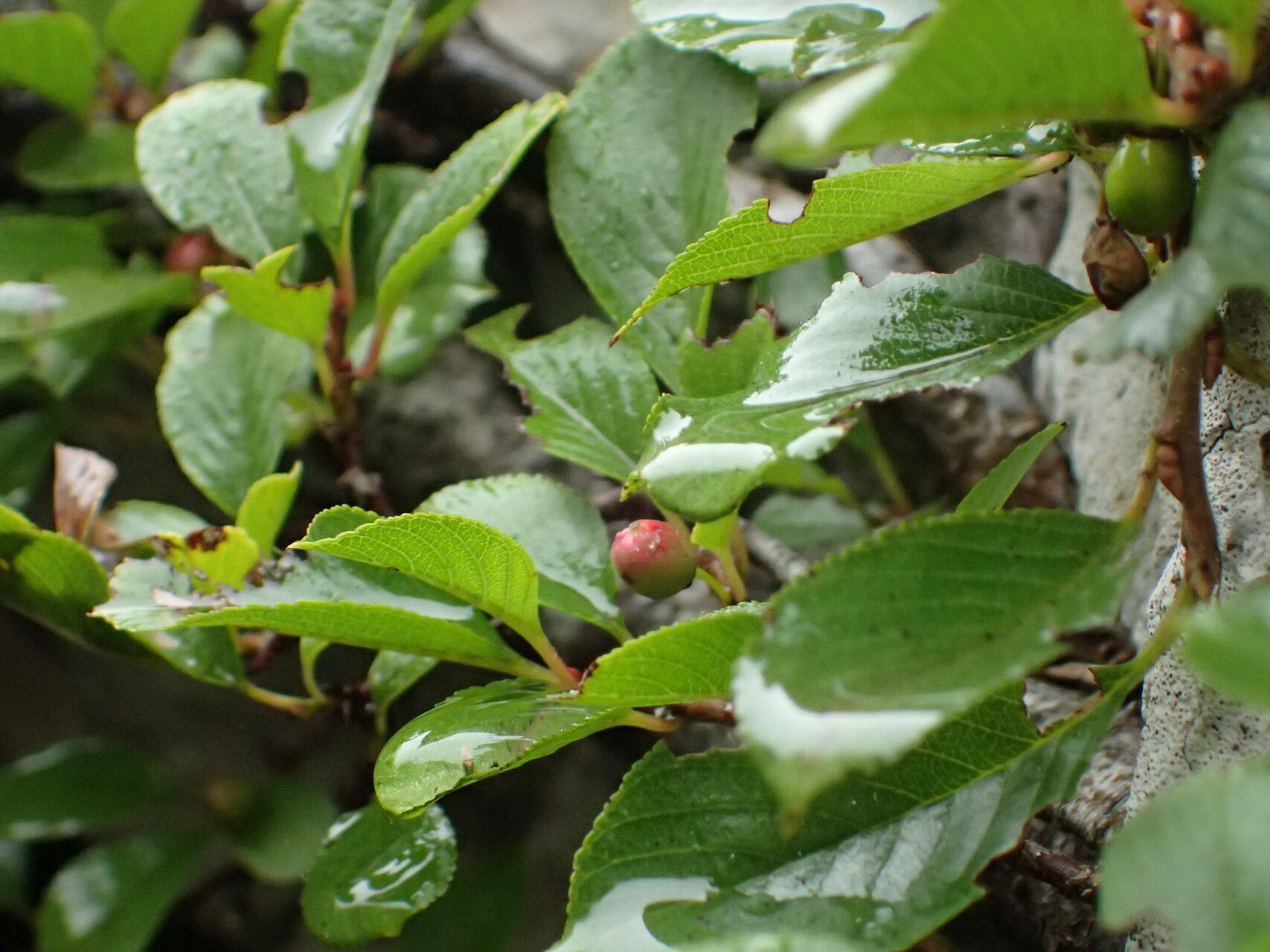 Rhamnus pumila fruit
