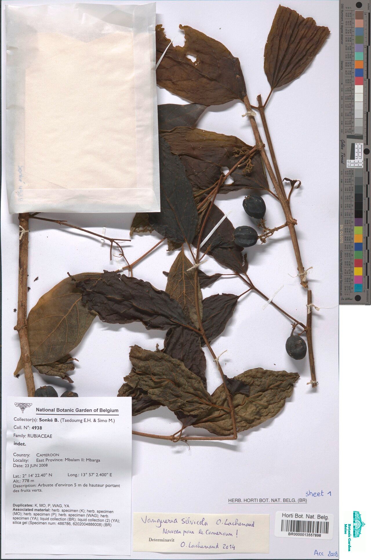 Vangueria silvicola — houseplant care guide