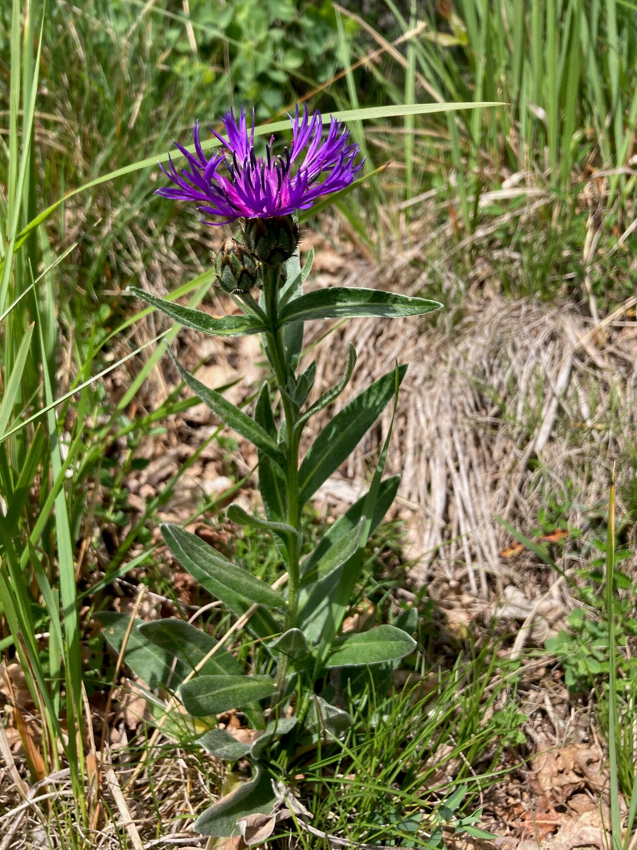 Centaurea semidecurrens habit