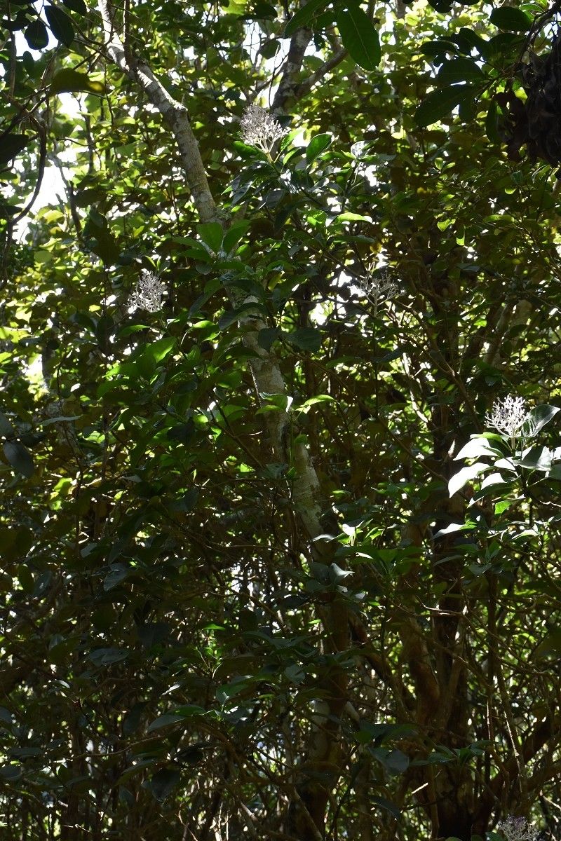 Chassalia boryana habit