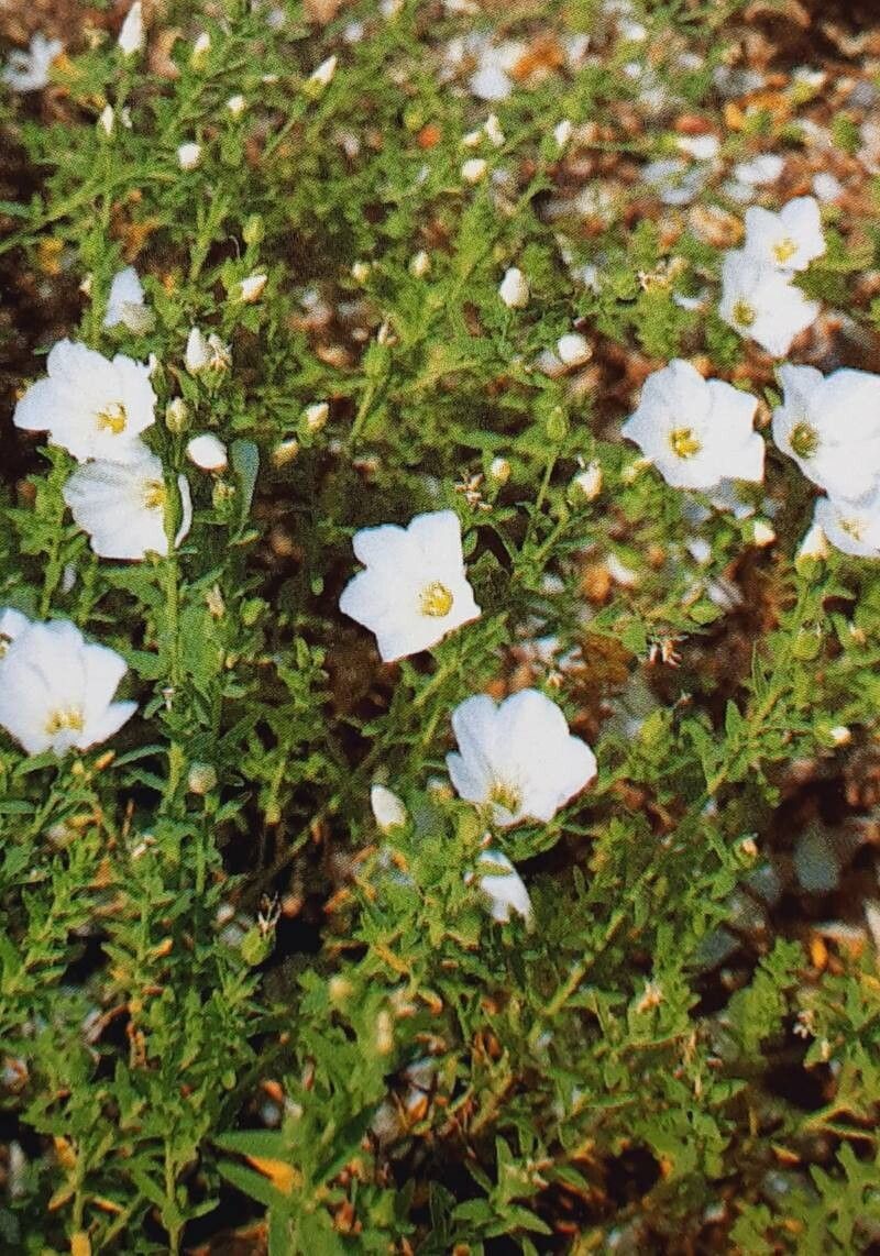 Linum monogynum habit