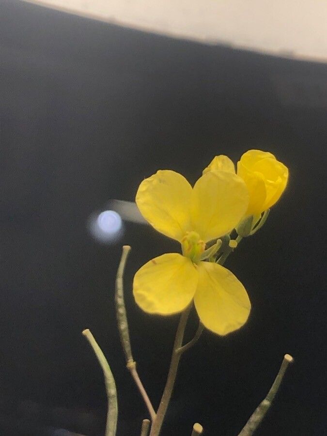 Diplotaxis catholica flower