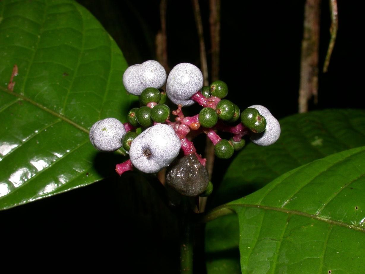 Psychotria acuminata fruit