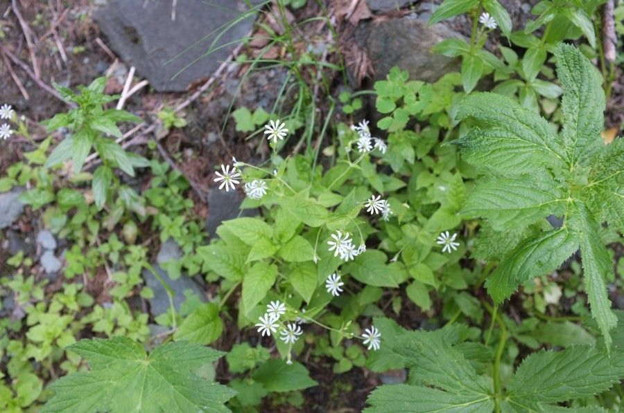 Stellaria nemorum flower