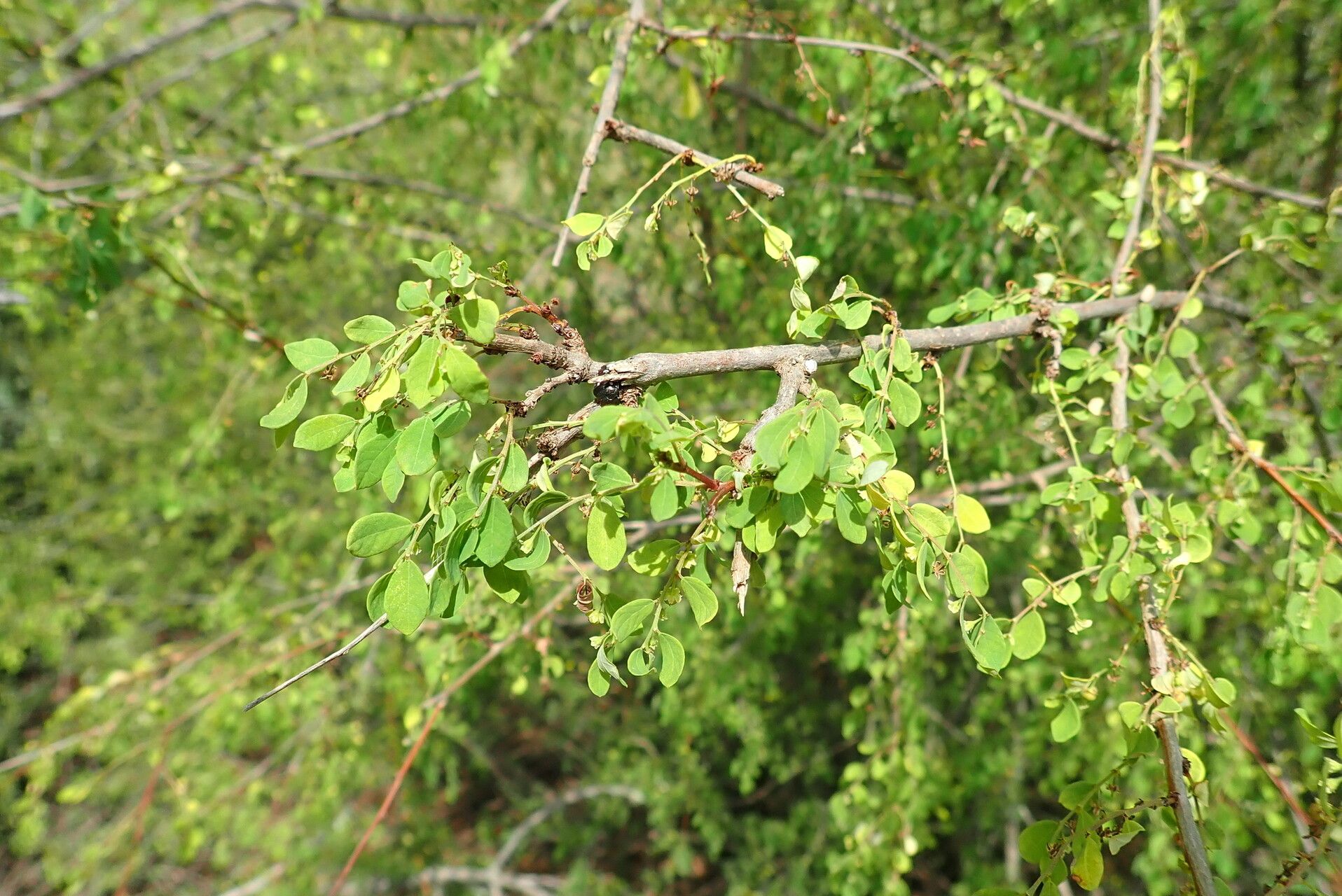 Phyllanthus ovalifolius leaf