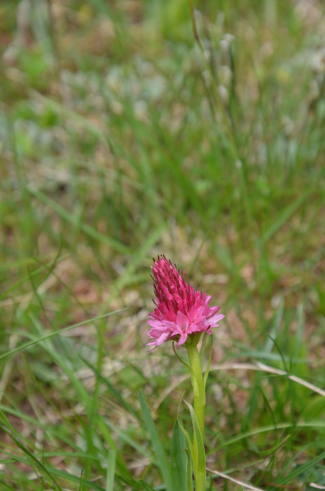 Gymnadenia corneliana flower