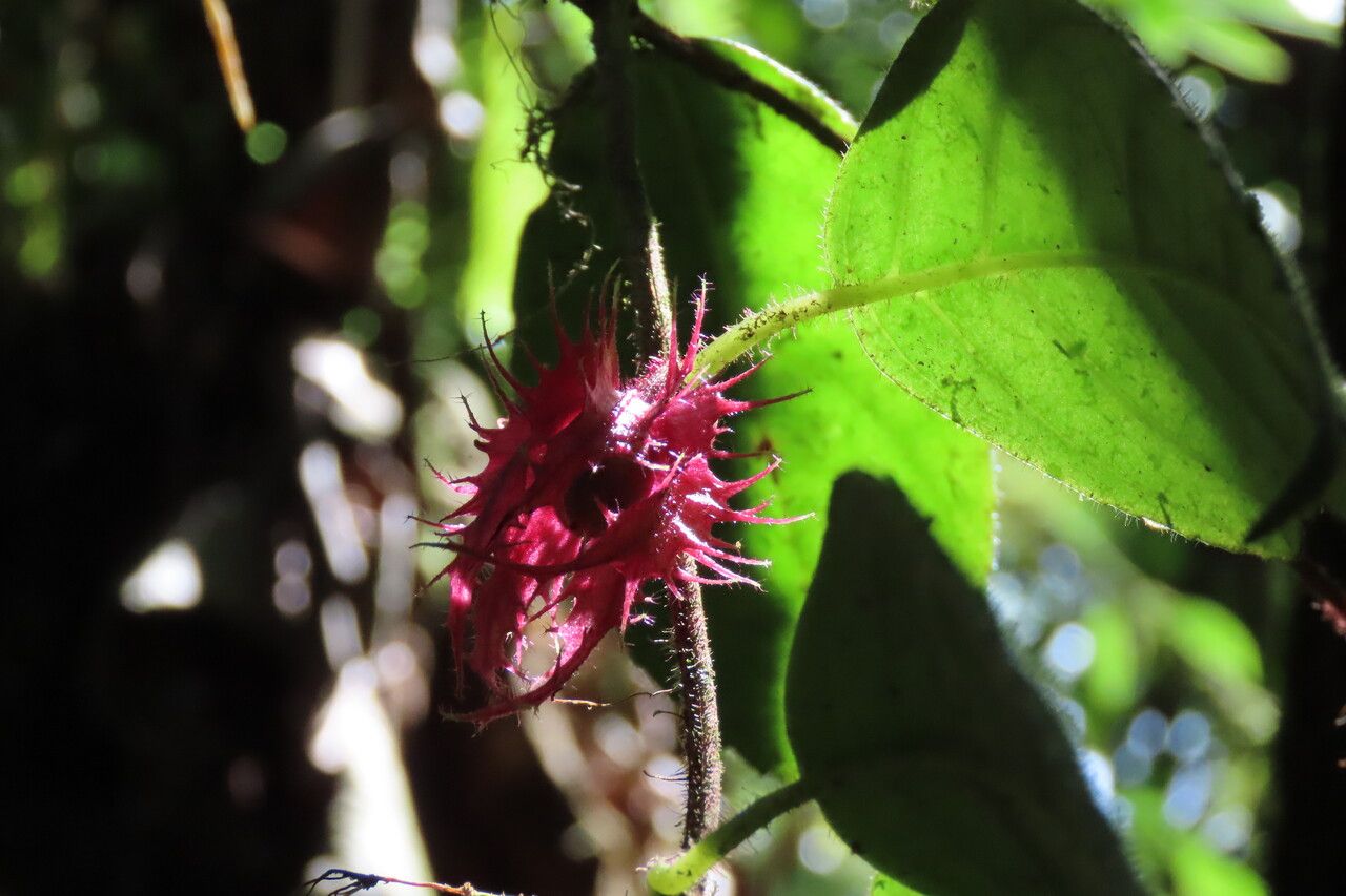 Drymonia rubripilosa fruit