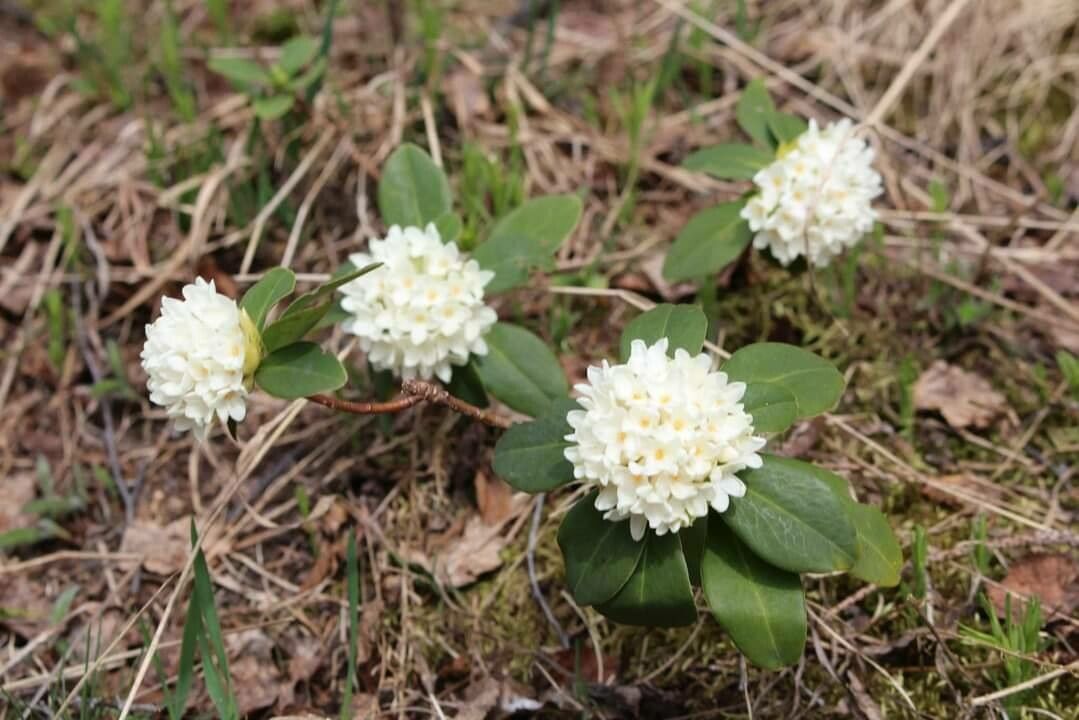 Daphne blagayana flower