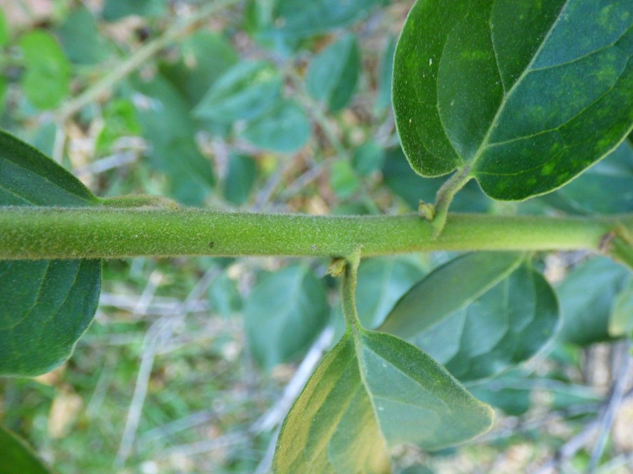 Jasminum auriculatum bark