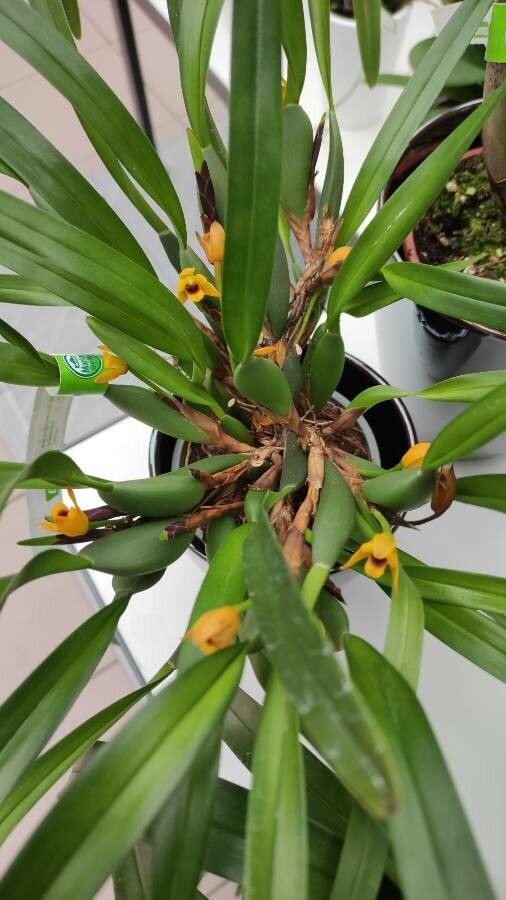 Maxillaria variabilis habit