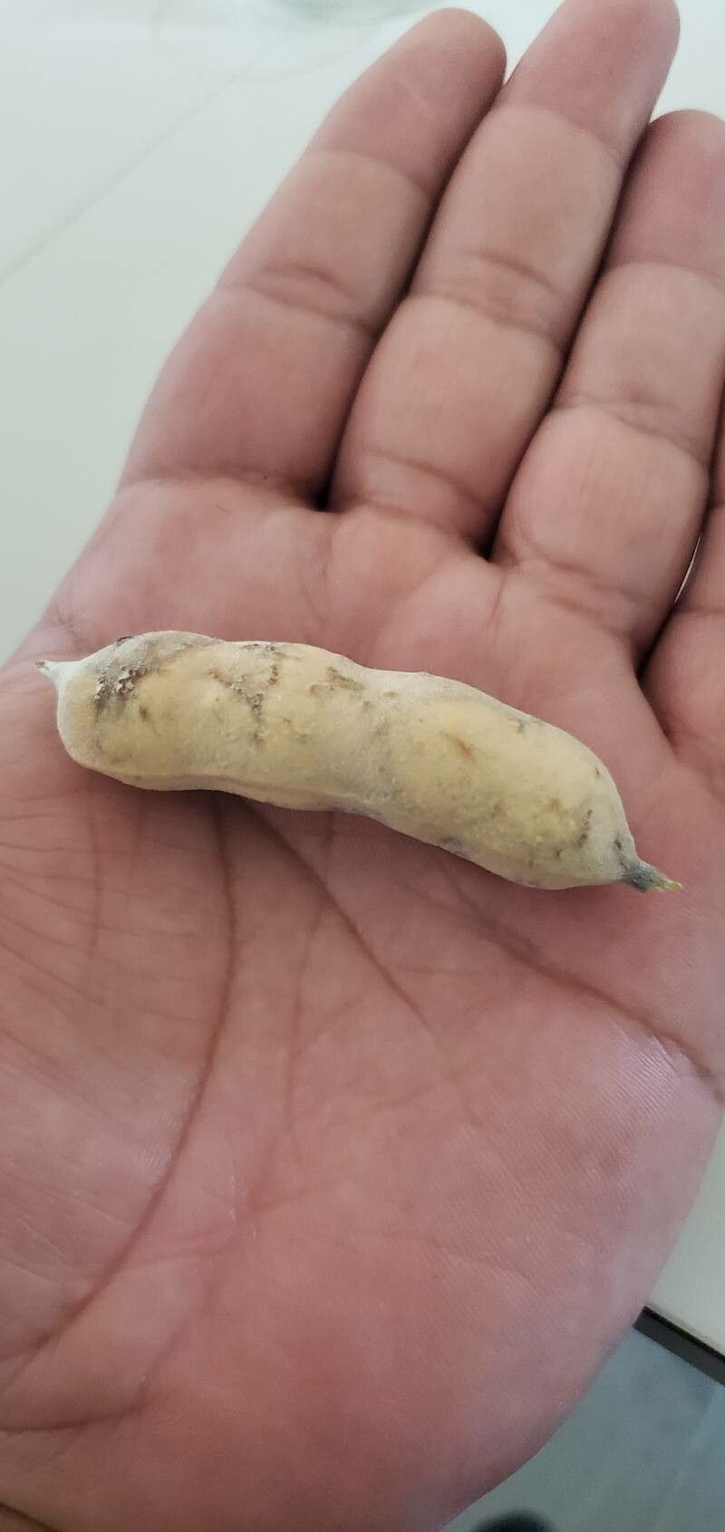 Sophora secundiflora fruit