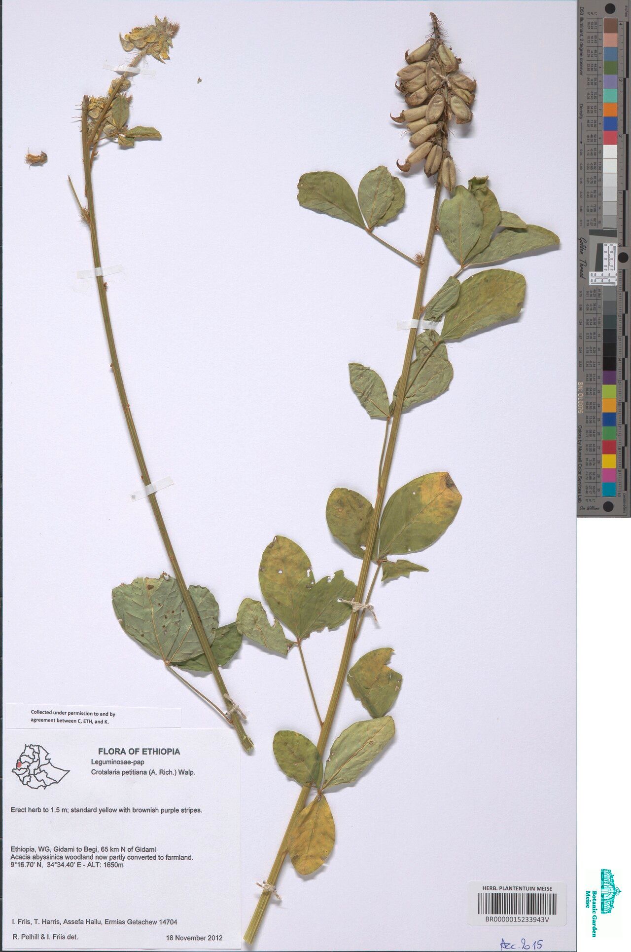 Crotalaria petitiana — houseplant care guide