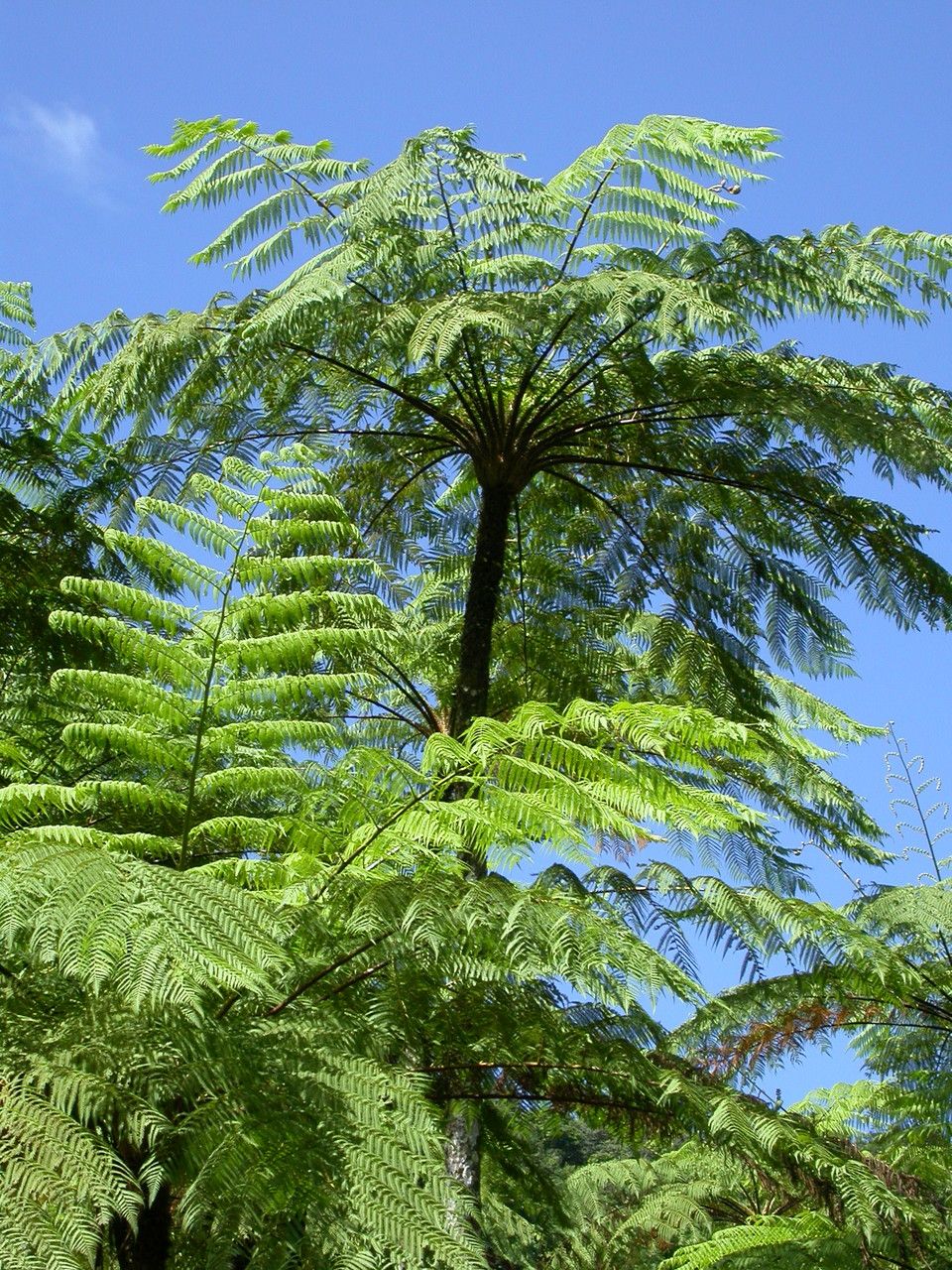 Cyathea arborea — search result for 'Cyatheaceae'