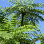 Cyathea arborea