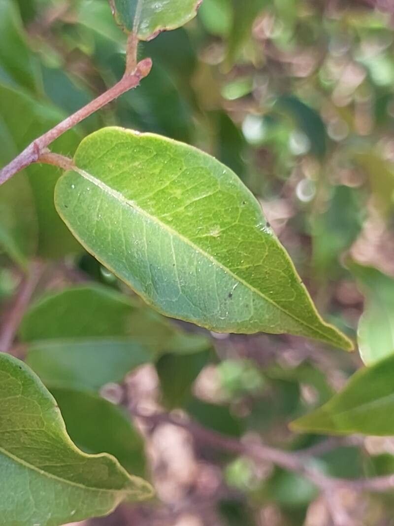 Leptolaena cuspidata leaf