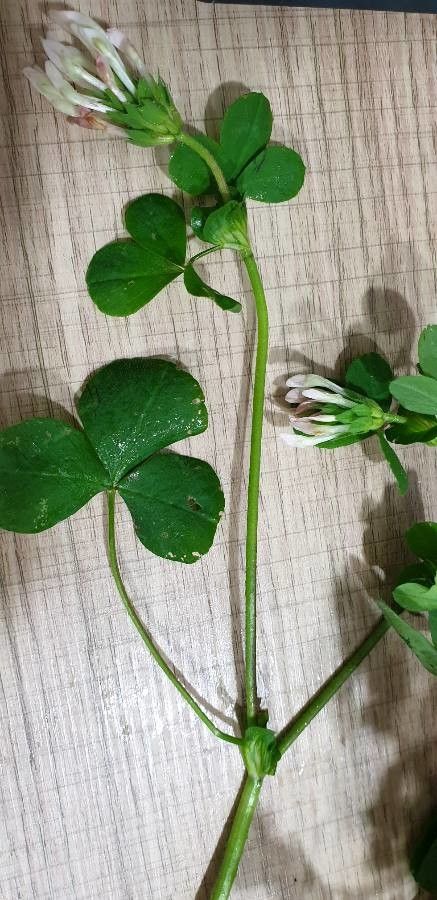 Trifolium clypeatum leaf