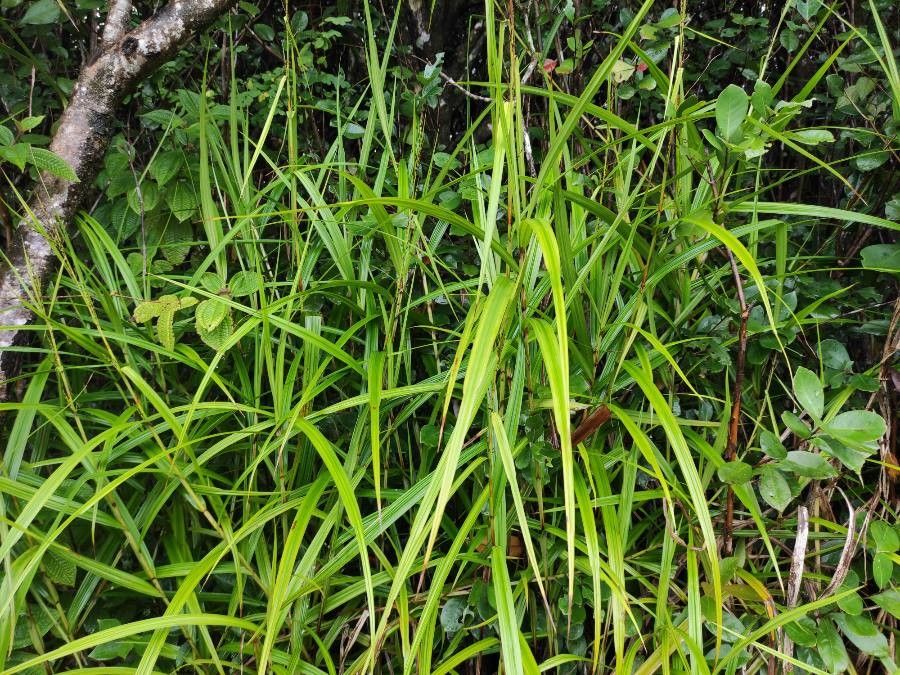 Scleria gaertneri leaf