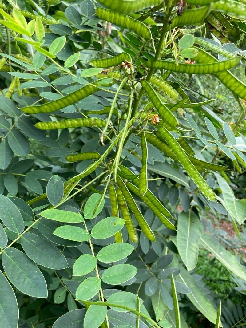 Senna marilandica — search result for 'Senna'