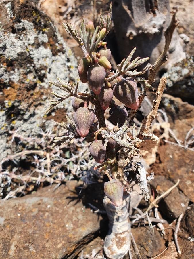 Adenia volkensii fruit