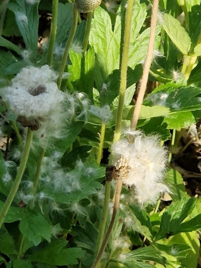 Anemonoides sylvestris fruit