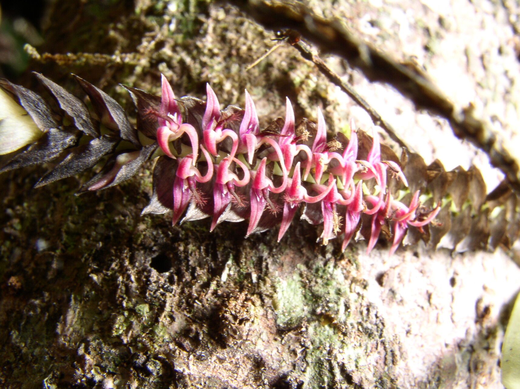 Bulbophyllum cochleatum flower