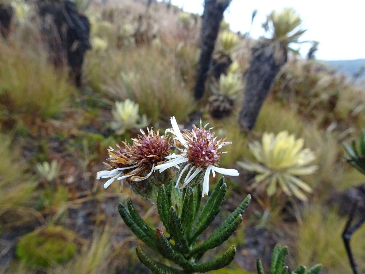 Diplostephium eriophorum flower